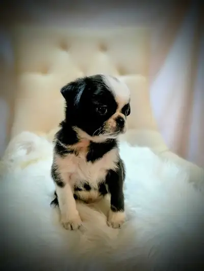 PUG PUPPIES, View more