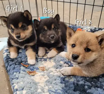 Beautiful Shiba Inu Puppies, View more