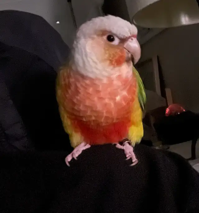 Bonded Pair for Rehoming – Pineapple Conure & Lutino Quaker in Birds for Rehoming in Delta/Surrey/Langley - Image 6