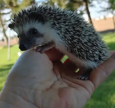 ♥♥Jessop chocolate snowflake Pinto baby hedgehog Delivery habitats inclusions. Plz Text for fastest...