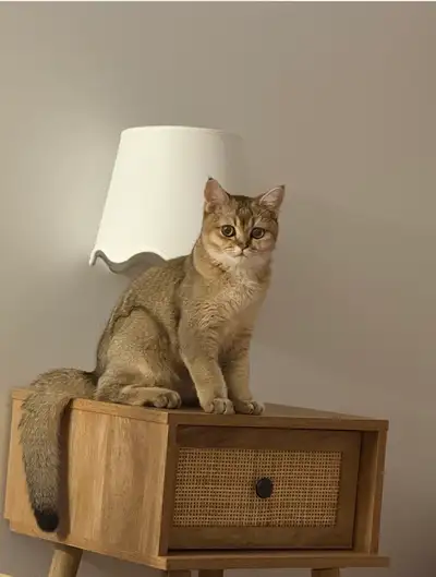 Chaton née en mars 2025, View more