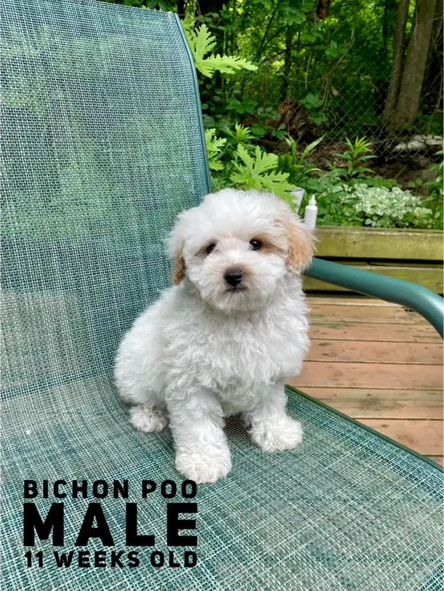 Adorable Bichon-Poo Puppies - Teddy Bear Look in Dogs & Puppies for Rehoming in Mississauga / Peel Region - Image 2