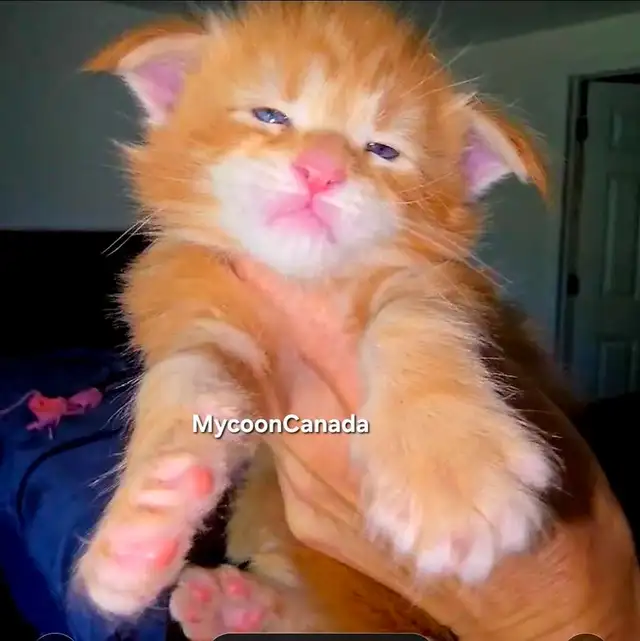 Purebred Maine Coons XL in Cats & Kittens for Rehoming in Oakville / Halton Region - Image 7
