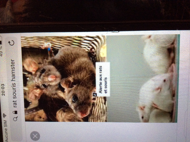 Recherche petit rongeur à donner rat ou souris à donner À Alma dans Petits animaux à adopter  à Lac-Saint-Jean