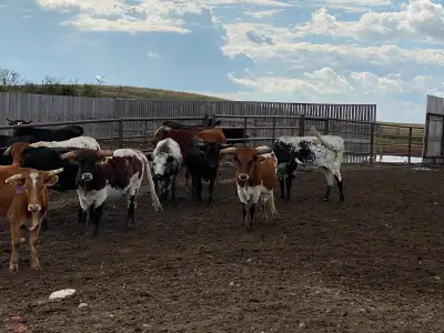 longhorn Heifers, View more