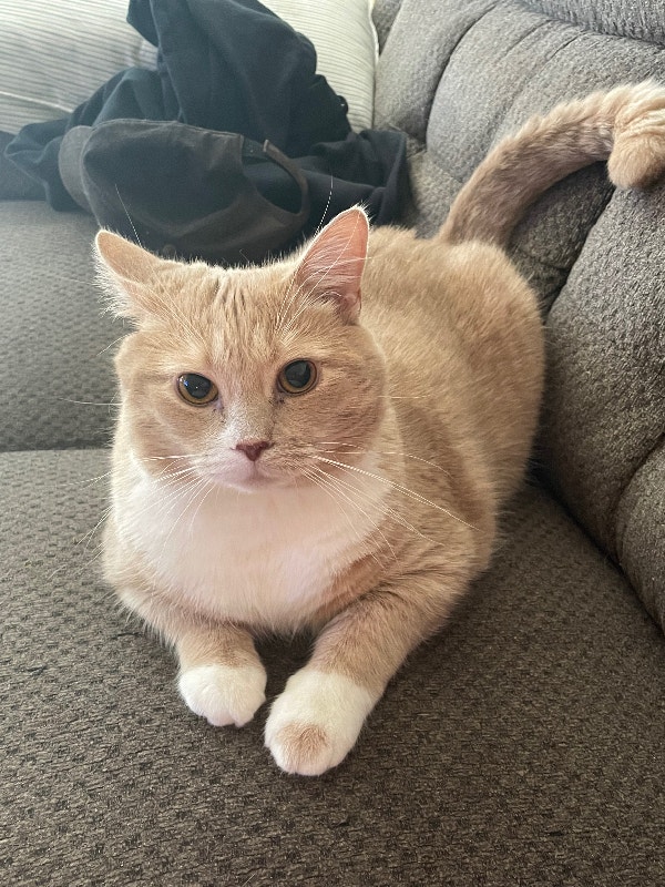 Cat needs new home Cat for adoption Cats & Kittens for Rehoming