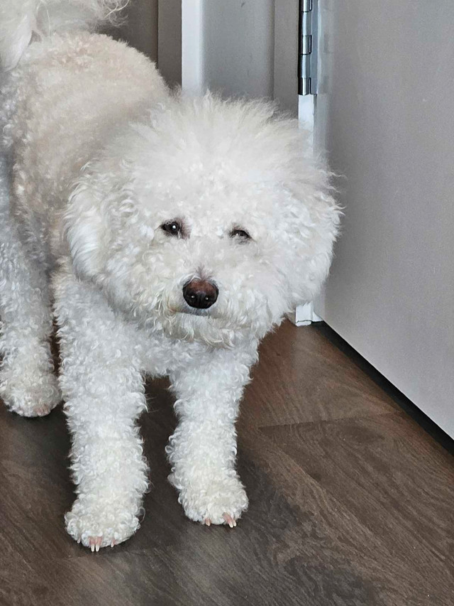 Cute 1yr old Bichonpoo in Dogs & Puppies for Rehoming in Burnaby/New Westminster