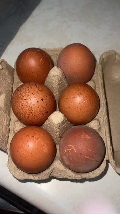 Copper Maran Hatching Eggs, View more