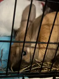 Rabbits to be rehomed