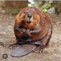 Beaver bait for bear hunters 