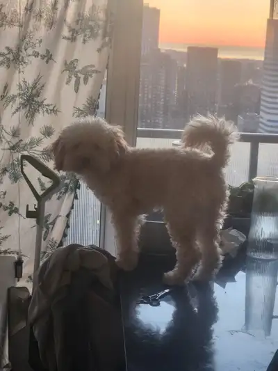 Cockapoo for Rehoming, View more