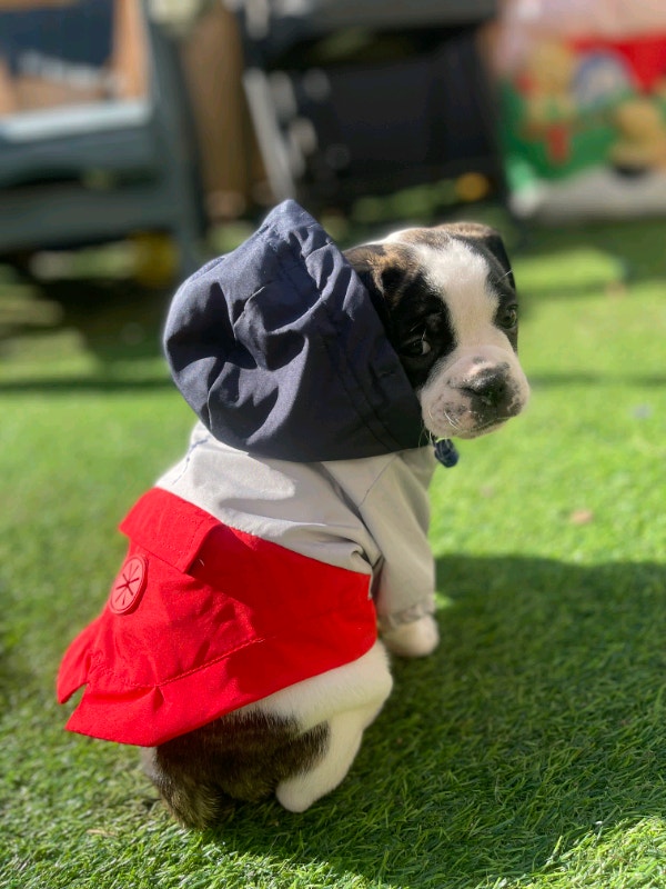 FRENCH BULLDOG/PUG MIX (FRUGS) PUPPIES AVAILABLE Read to go Dogs