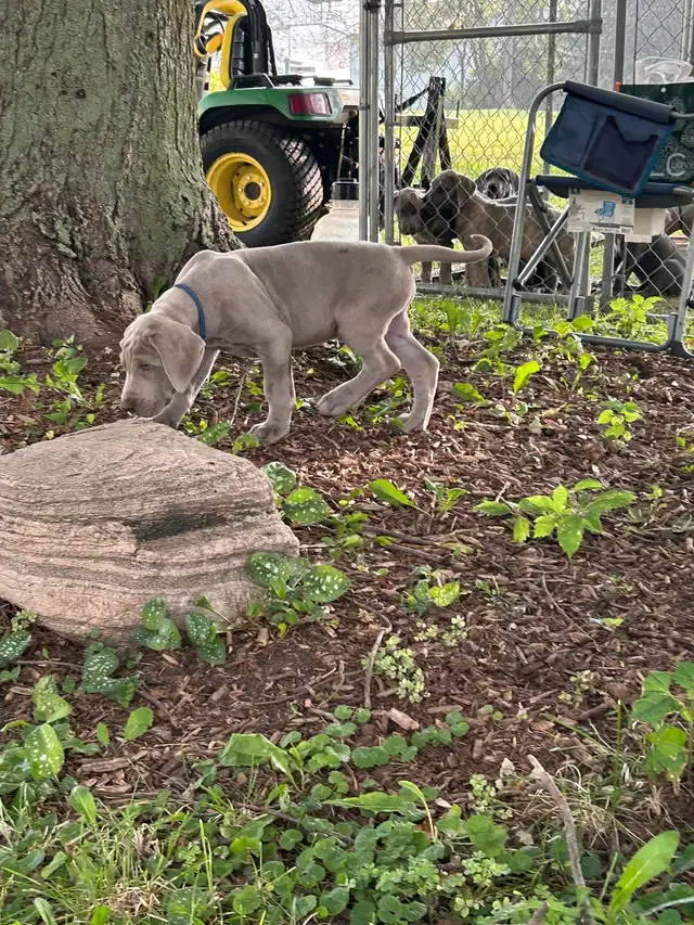 Purebred Great Dane puppies- 4 generations on site in Dogs & Puppies for Rehoming in Stratford - Image 7