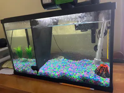 Fish tank and tetra fish for sale, View more