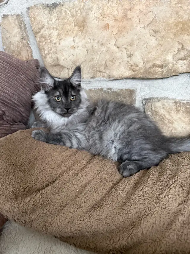 Chaton Maine Coon enregistré TICA