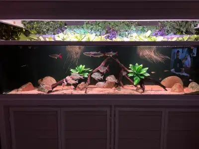 fish tank shut down all fish for sale, View more