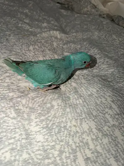 **Baby Blue Male Indian Ringneck Parrot for Sale ** Beautiful baby blue **male Indian Ringneck** loo...