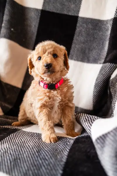 Mini Goldendoodle Puppies – Monica available!, View more