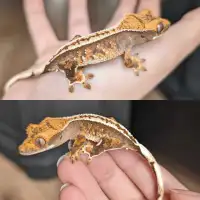 High White Crested gecko 