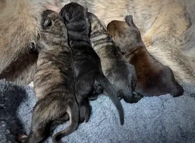 CKC Irish Wolfhound puppies , View more