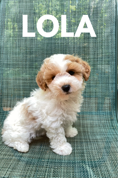 Cute Bichonpoo Puppies m/f's, View more