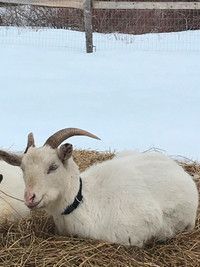 2 year old female Pygmy goat