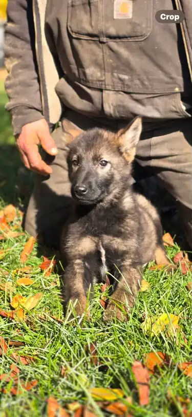 !!!GERMAN SHEPHERD PUPPIES!!! RIGHT IN TIME FOR CHRISTMAS in Dogs & Puppies for Rehoming in Norfolk County - Image 4