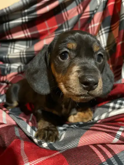 Magnifique chiot teckel, View more