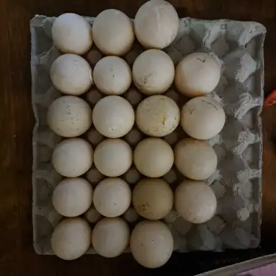 Oeufs fécondes de canards de Barbarie, View more