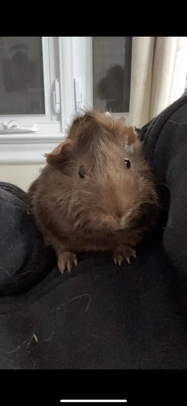  2 male Guniea pigs  in Other in Markham / York Region - Image 7