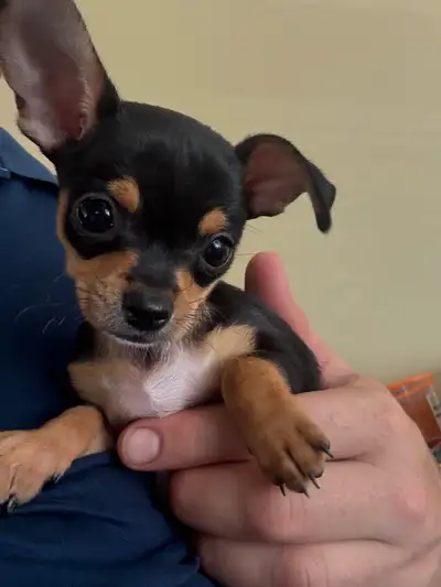 Adorable Chihuahua Puppy Looking for a Loving Home , View more