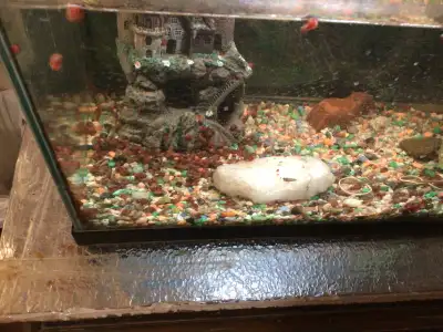 RAMSHORNS FOR SALE, View more