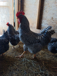 Any interest in pure breed barred rock chickens