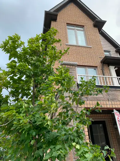 Private Furnished Room in  Whitby For Rent Available July 1