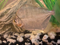 Three silver dollars & young Platys (fish for rehoming)