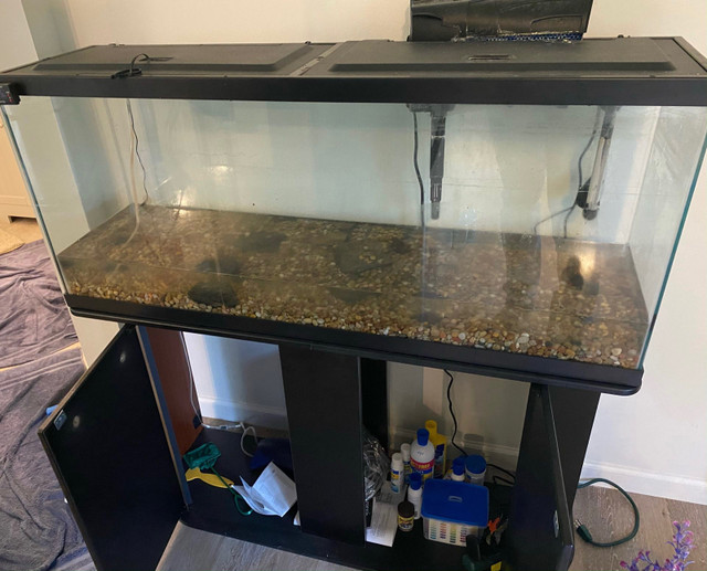 55 gallon fish tank  in Fish for Rehoming in Leamington