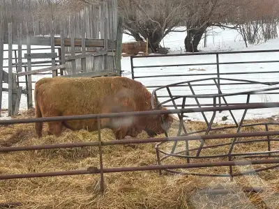 6 Yr Old Purebred Unregistered Highland Bull. Calm easy going bull. Will follow you anywhere for a m...