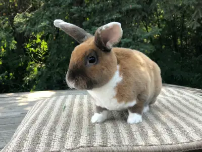 Beautiful rabbits from registered breeder, View more