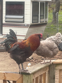 Young Male rooster for sale 