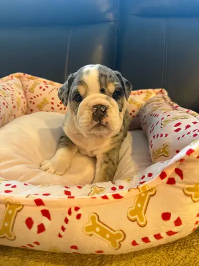 English Bulldog , View more