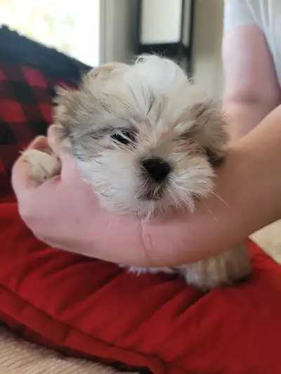 New New price 1 female Healthy happy well socialized. In home raised. Raised with kids and pets. Pup...