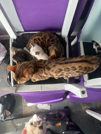 Bengal cross kittens, View more