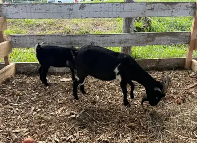 Selection of goats available, downsizing for winter! Pygmy doe with this springs doeling at side. Ve...