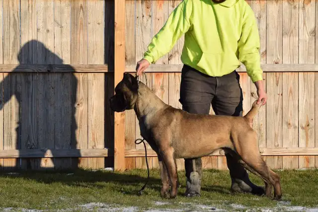 Hamilton's Finest Cane Corso Puppies -  Your Loyal Friend Today in Dogs & Puppies for Rehoming in Hamilton - Image 5