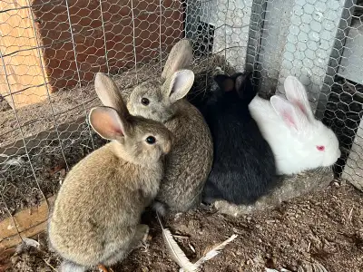 Flemish giant rabbit youngster, View more