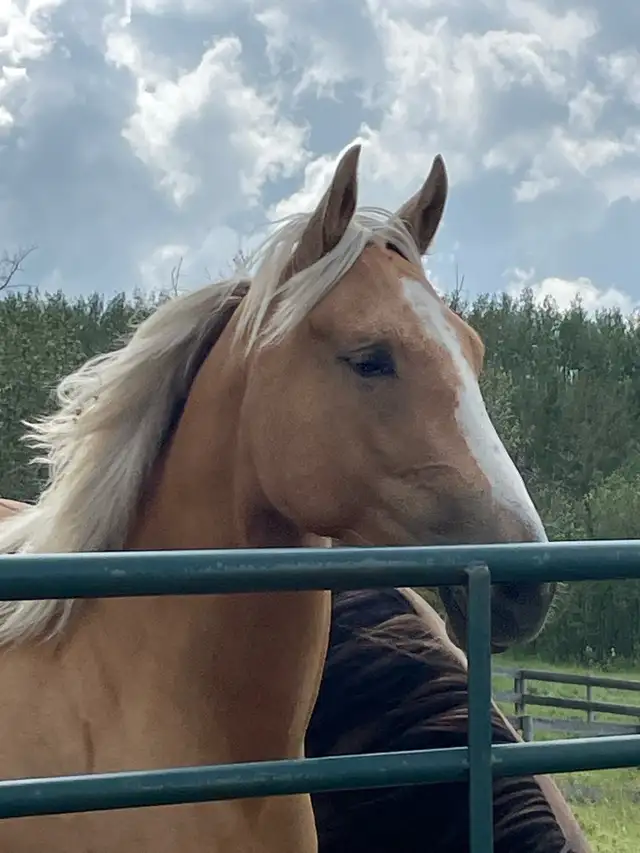 AQHA registered filly in Horses & Ponies for Rehoming in Edmonton - Image 5