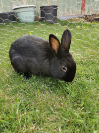 Netherland Dwarf/Holland Lop Rabbit