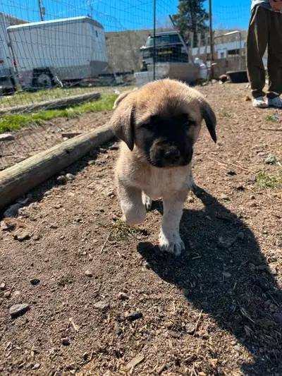Beautiful 3/4 Kangal puppies for sale. 1 boy 3 girls Mom is Kangal Dad is 1/2 Kangal, 1/4 Pyrenees,...