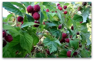 Raspberry plants - from $2 ea, View more