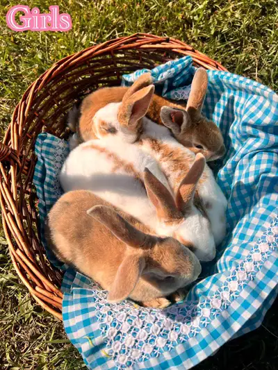 Rex Bunnies, View more